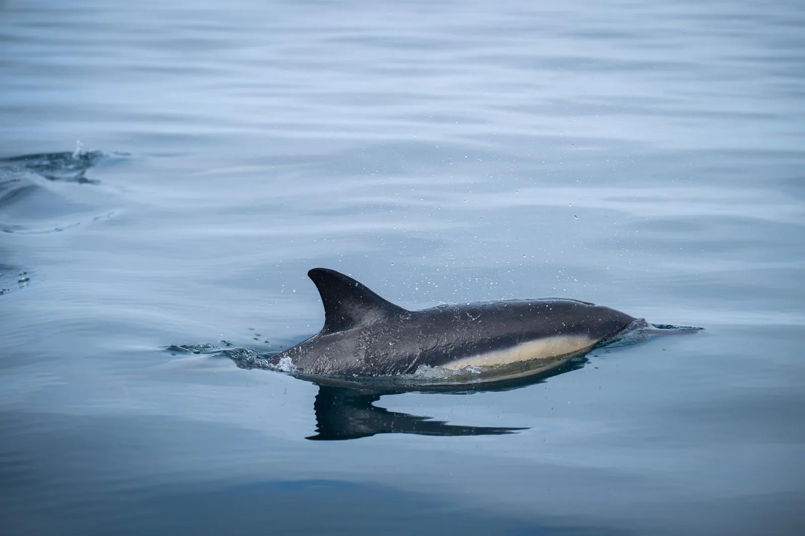 Observation de dauphins en mer